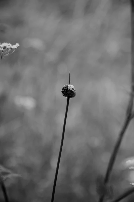a black and white pograph of flowers