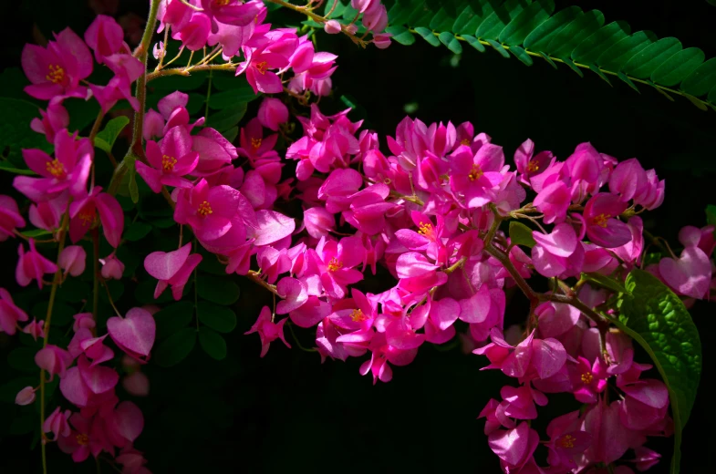 purple flower blooming on green leaves in the dark