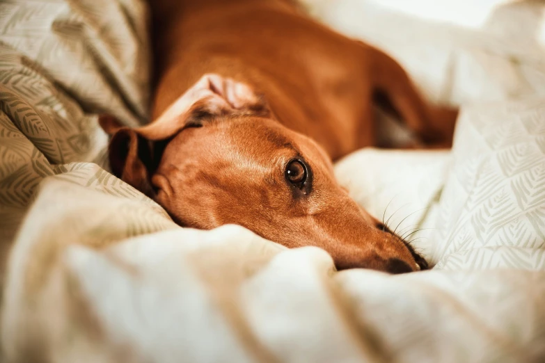 a brown dog is laying down on a couch