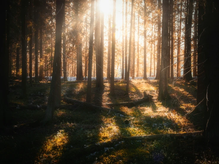 sunlight shines through a forest filled with tall trees
