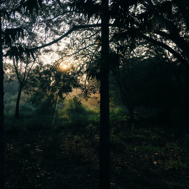 the trees are covered by low fog and light