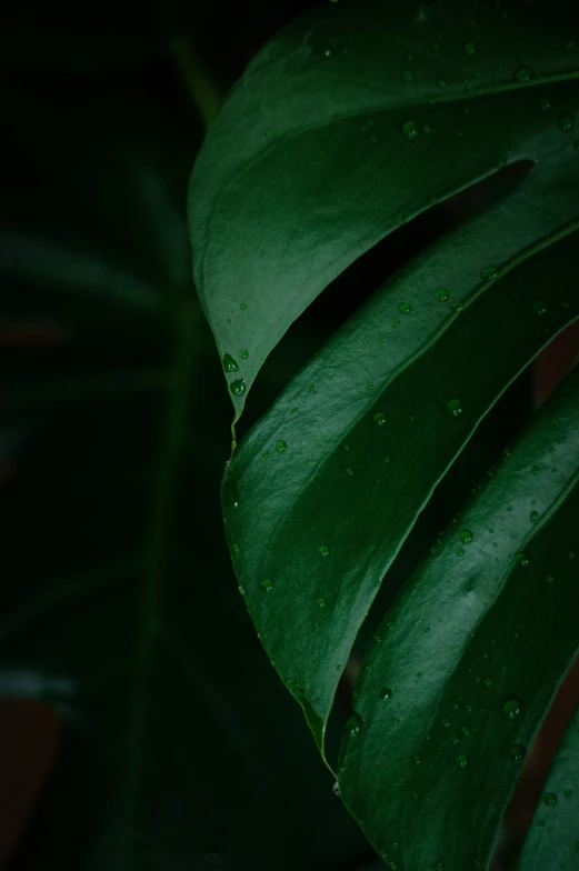 leaves with water droplets that are dark green