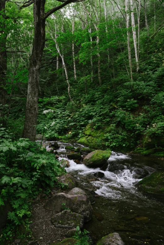 a small stream flowing through a lush green forest