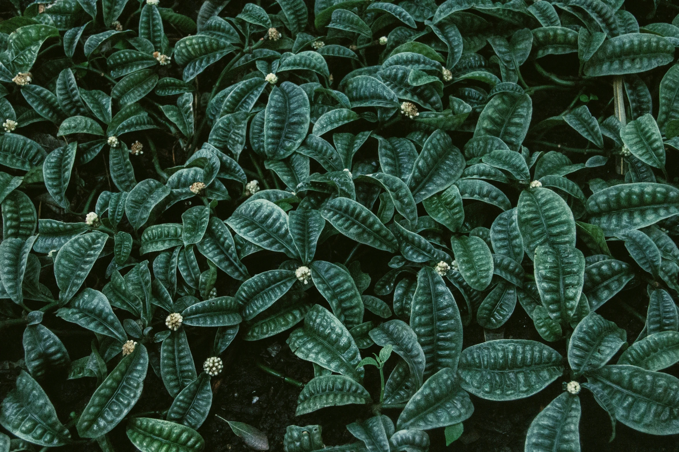 a close up view of a green plant