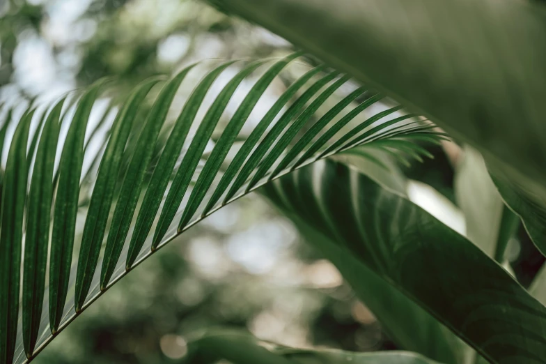 a closeup of a green palm tree leaves