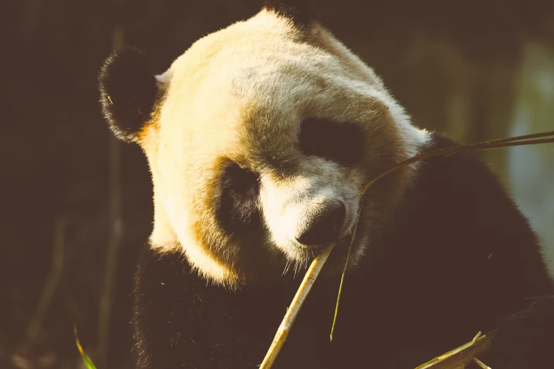 a panda bear standing on top of a grass covered field