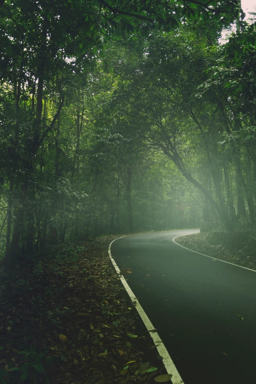 a lonely and deserted road in the middle of the forest