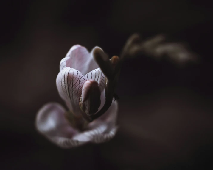 a close up of a single flower in the dark