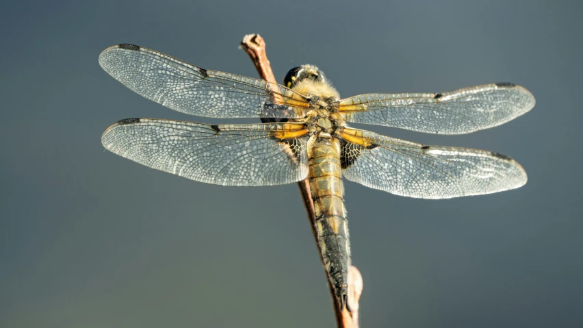 a dragonfly perches on a twig