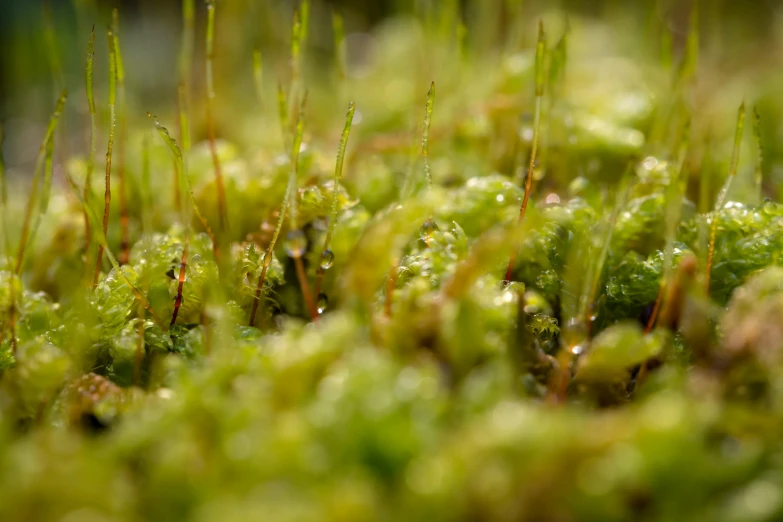 a close up of green grass with tiny drops of dew