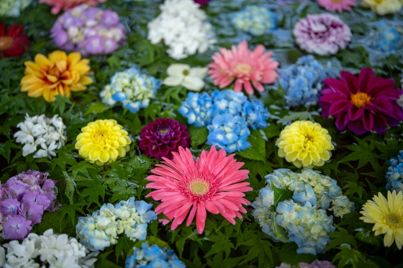 large collection of colorful flowers all mixed up