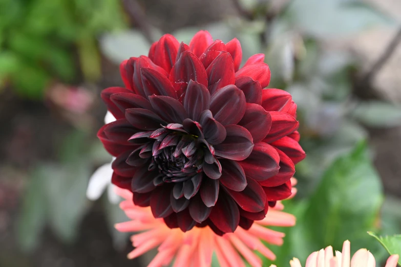 a close up of a pink and red flower with leaves