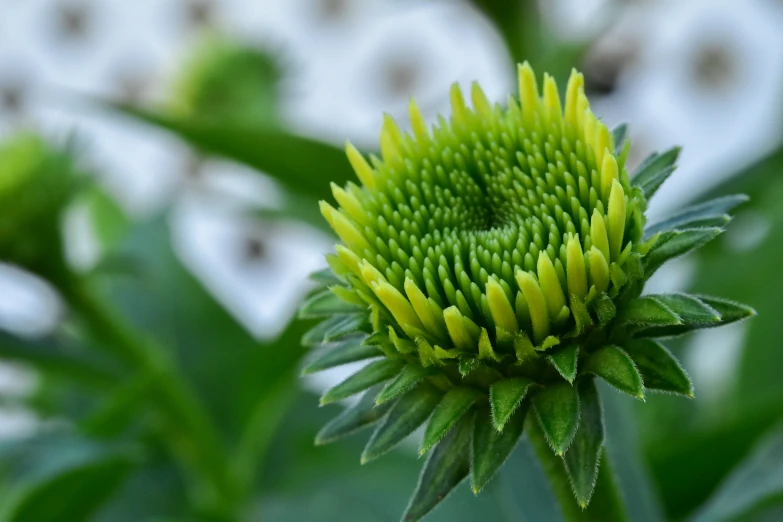 a closeup of a big green flower