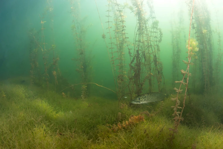 a large body of water with various plants growing on the bottom