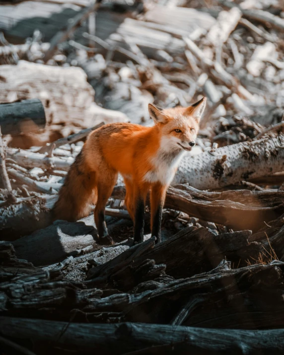 an animal stands on top of logs and twigs