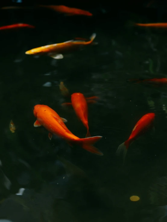 several orange fish swimming in a pond