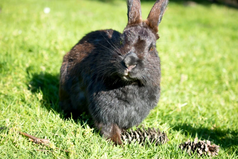 an adult black rabbit sitting on the grass with his ears out