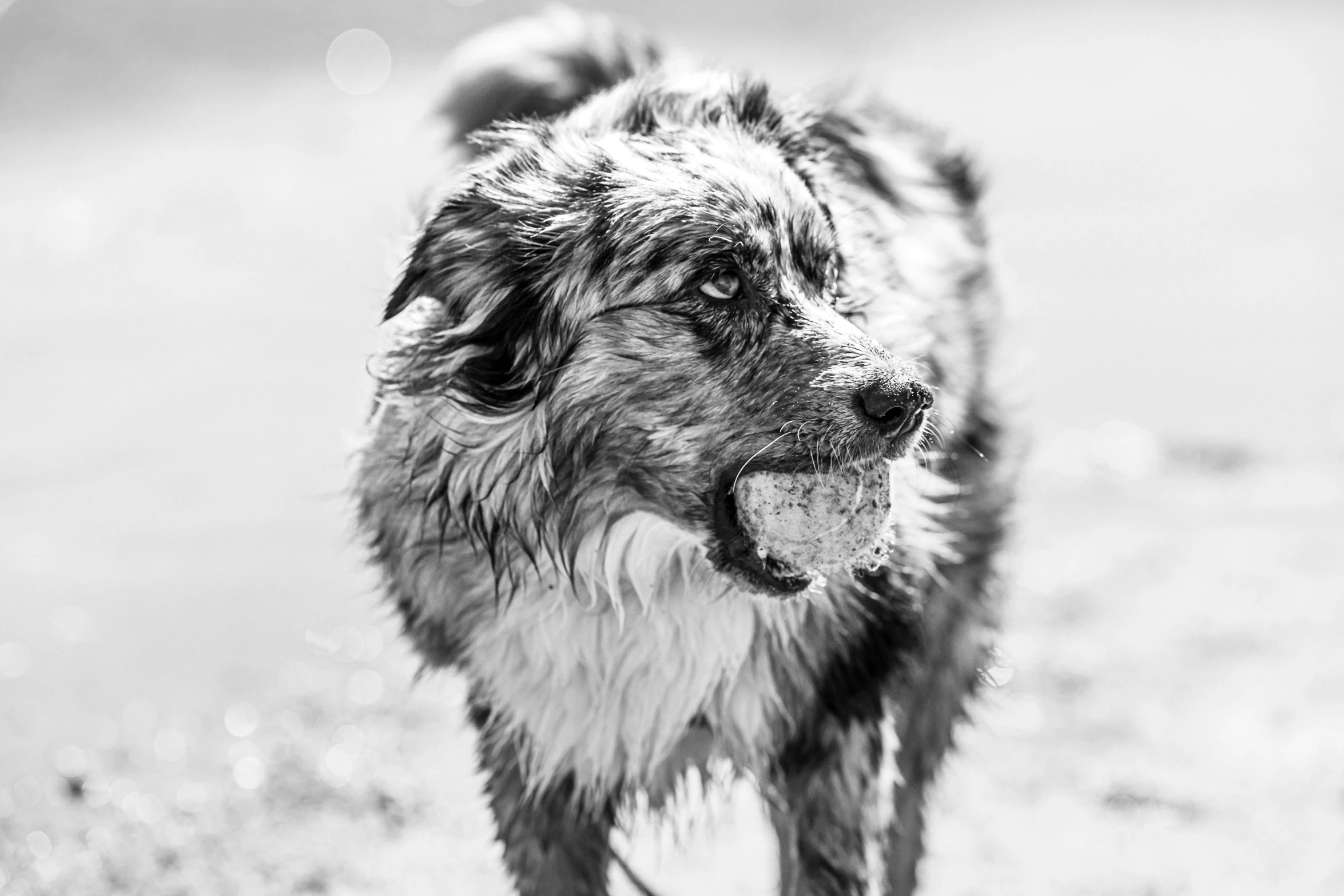 a gy dog walking down a dirt road