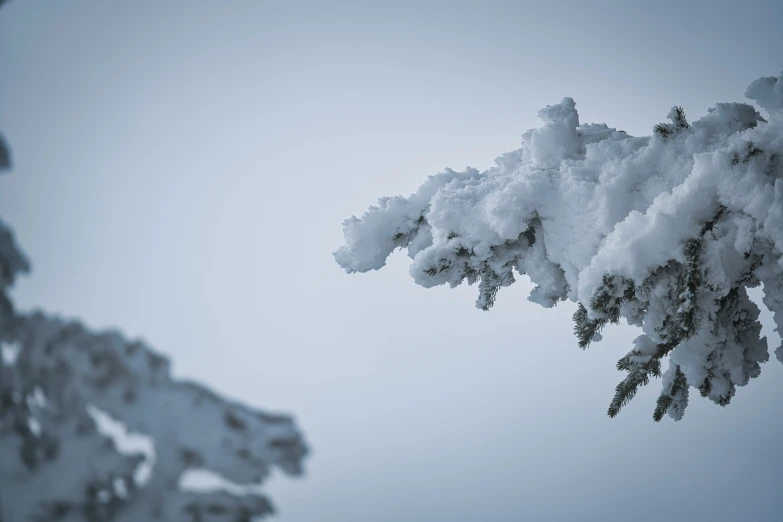 the snow covered nches of an evergreen are barely visible