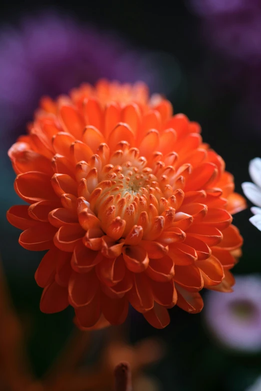 orange flower that is growing in the dirt