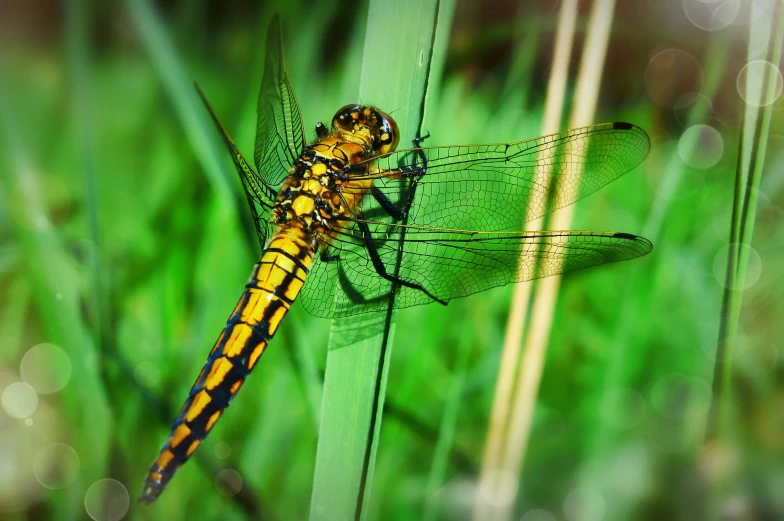 the yellow and black dragonfly sits on a green leaf