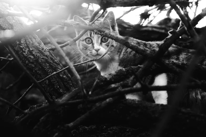 a cat peeking out from behind a nch of a tree