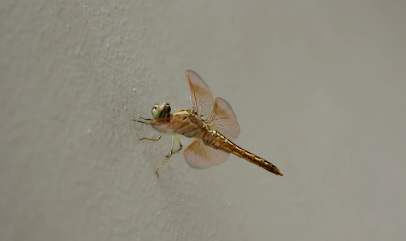 a yellow and black insect on a white surface