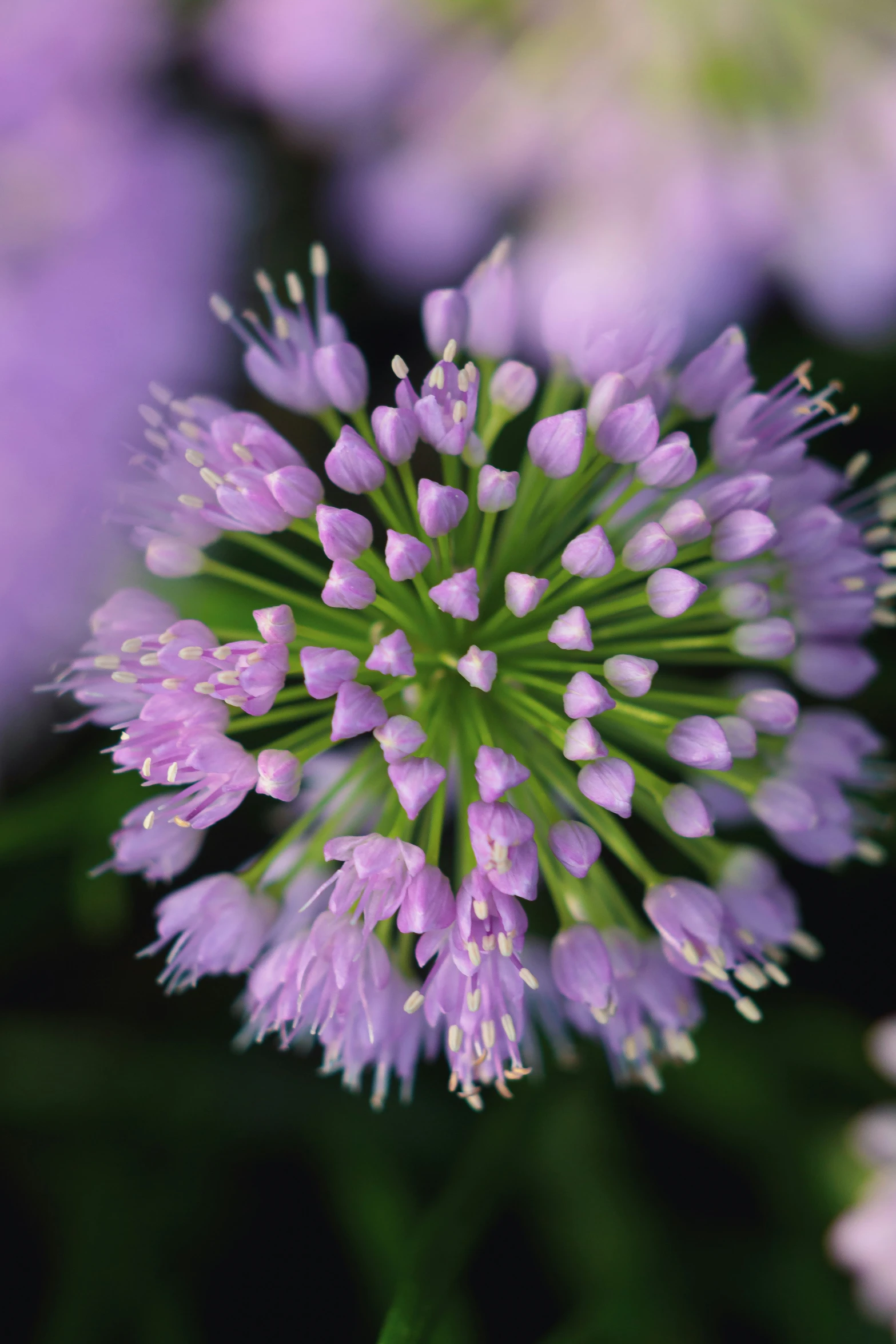 a close up of a bunch of purple flowers