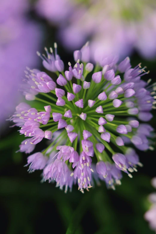 a close up of a bunch of purple flowers