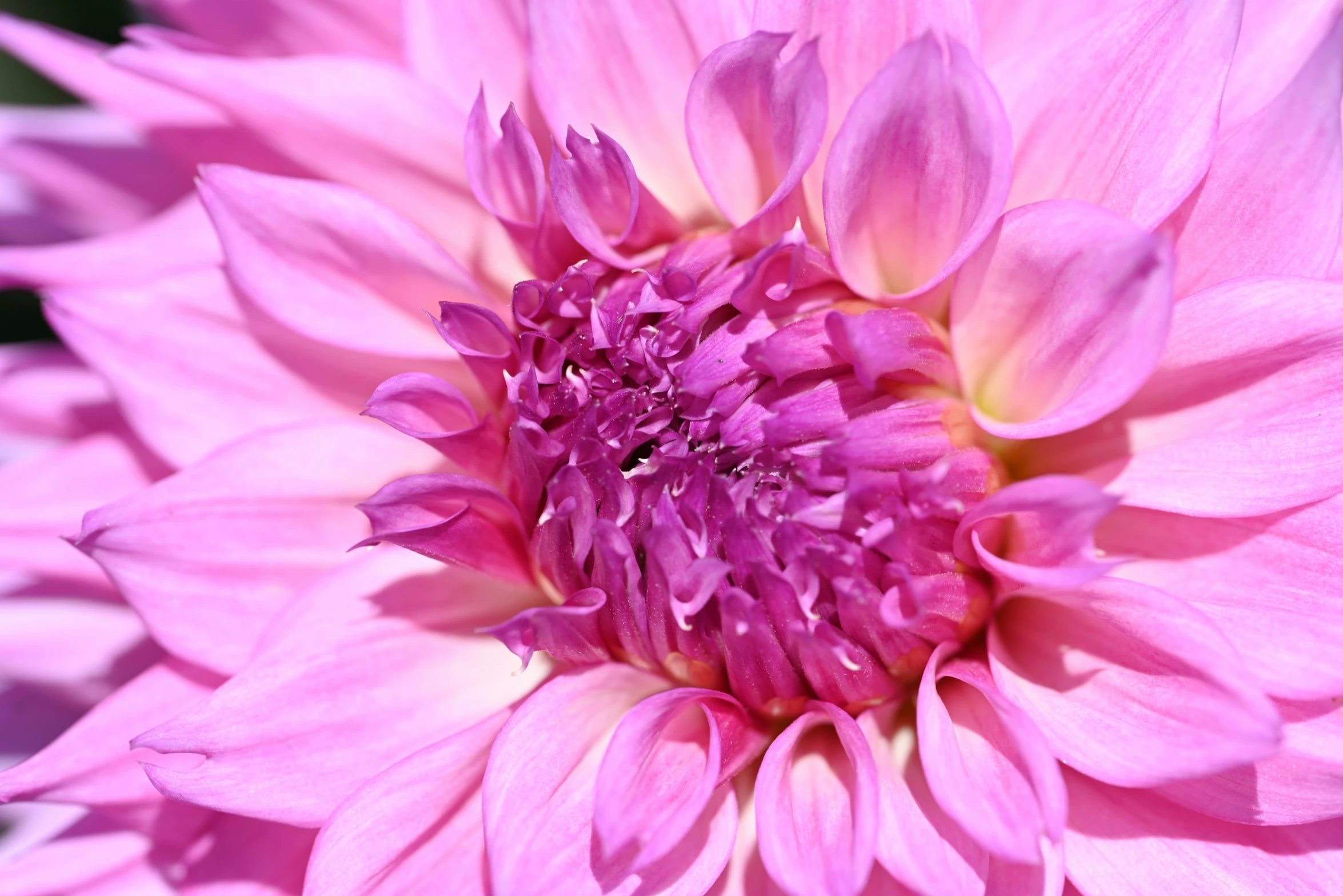 a close - up po of a bright pink flower