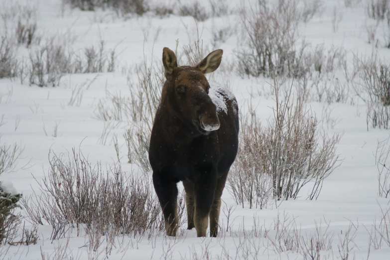 a moose in the snow looking at the camera
