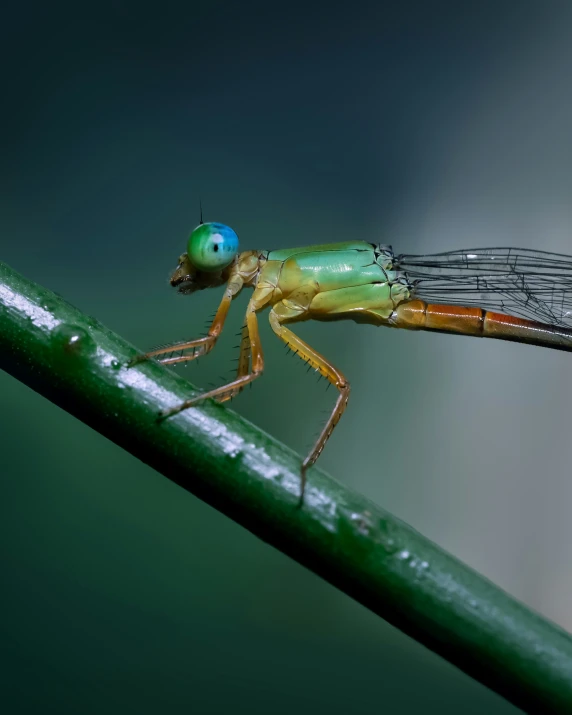 the dragonfly is sitting on a green stem