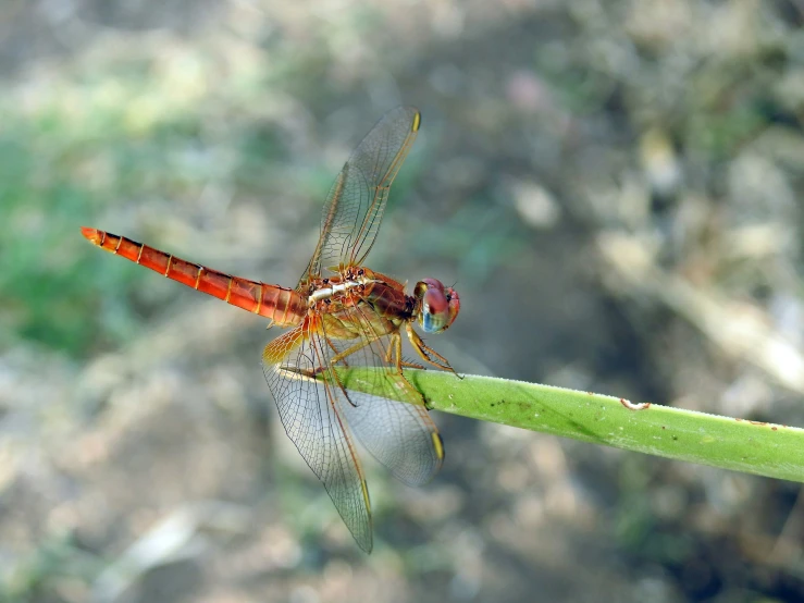 an orange dragonfly rests on a leaf