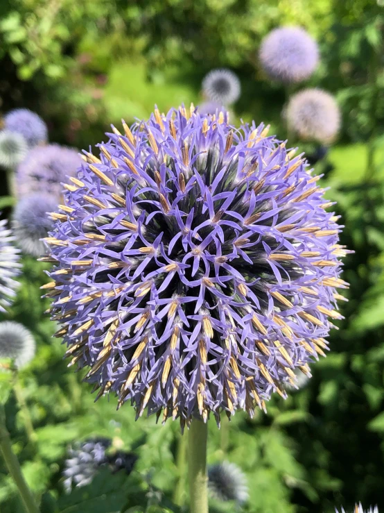 close up of the center of the flower with blurry background