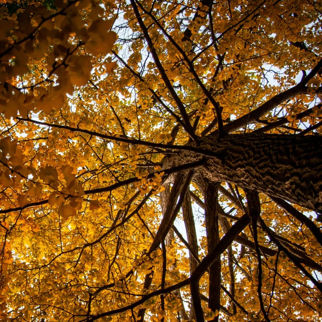 the view looking up at trees in the fall