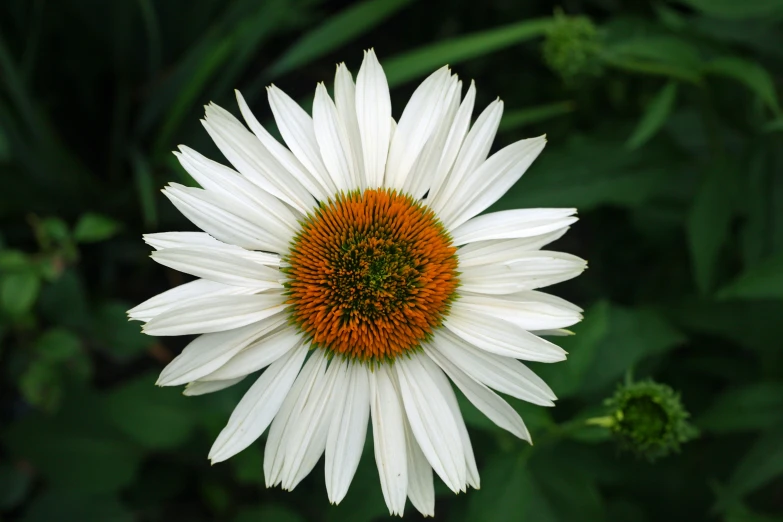 an orange and white flower surrounded by green leaves