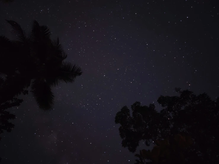 stars and trees in the night sky
