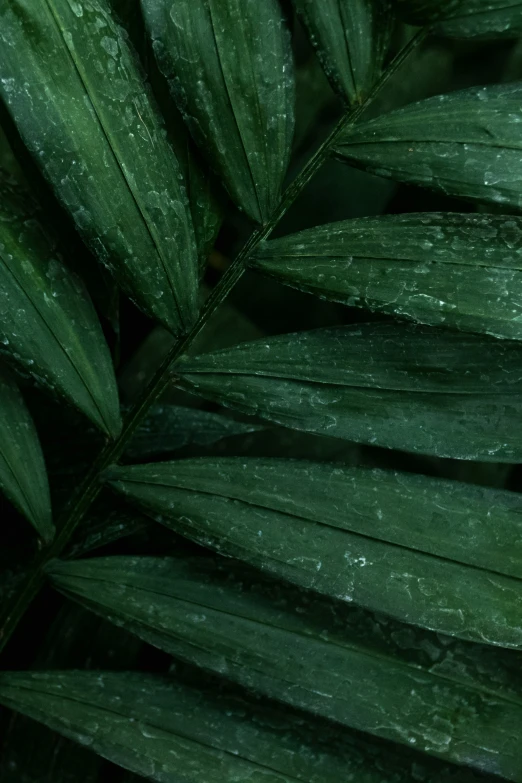 this is a closeup of the green leaves