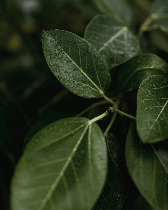 a bunch of green leaves hanging off the side of a tree