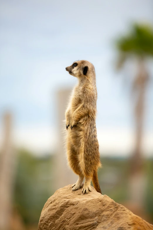 the small animal is standing on the rock