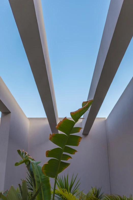 plants are growing under a large roof on the outside