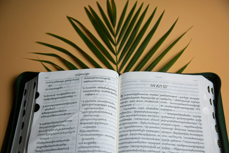 an open book has a palm leaf laying on it