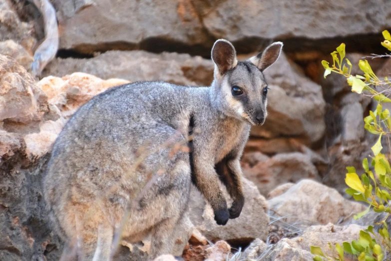 a baby kangaroo walking on rocks next to tree nches