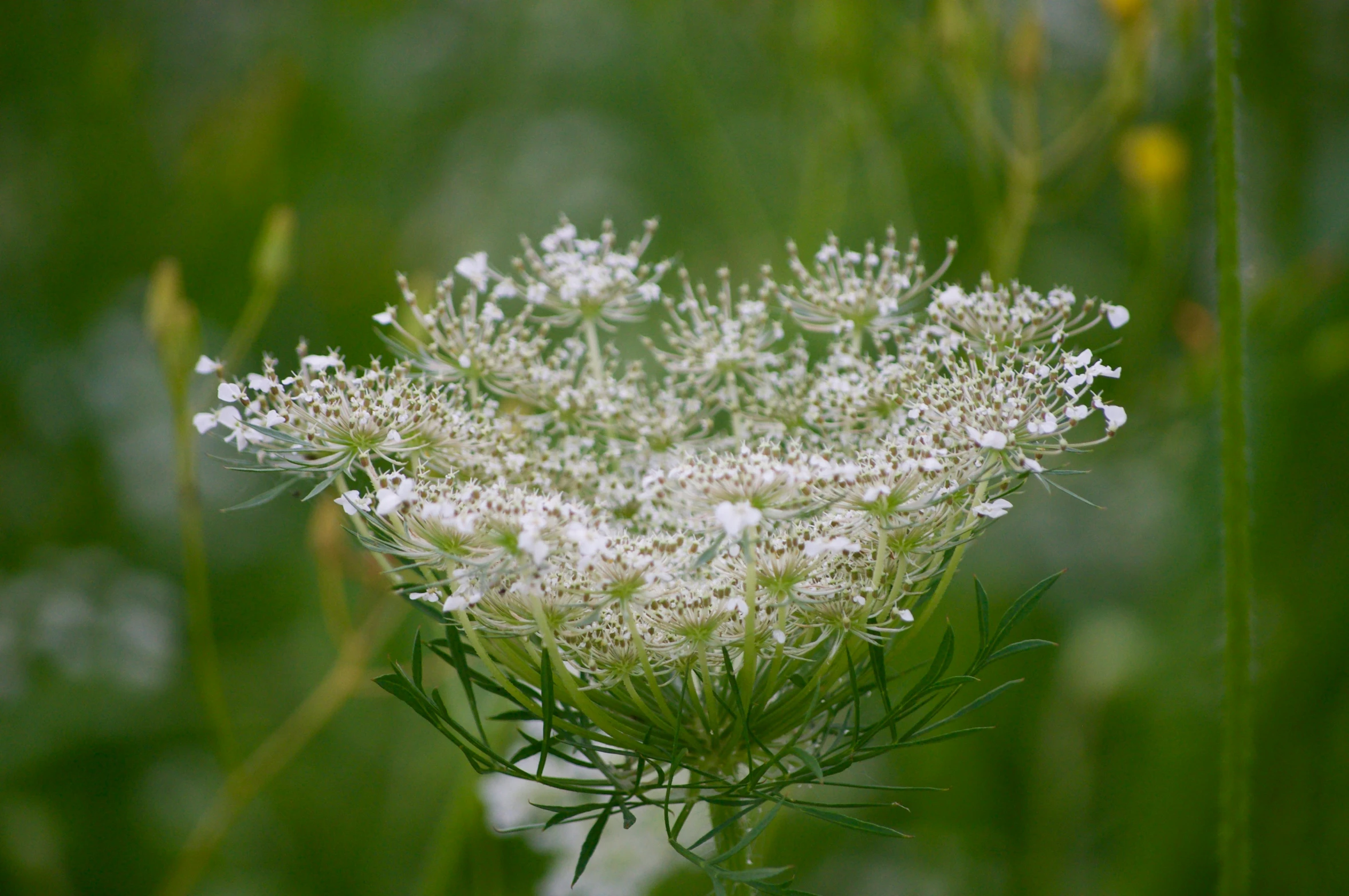 a white flower with many tiny white flowers on it