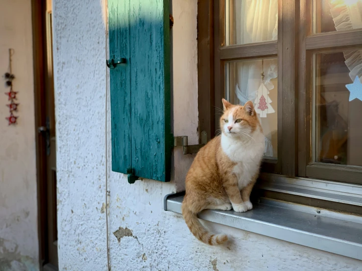 a orange and white cat sitting in an open window