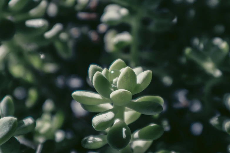 the leaves of a plant with blurred sunlight