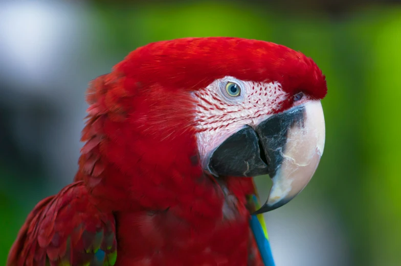 a red parrot looking at the camera with green blurry background