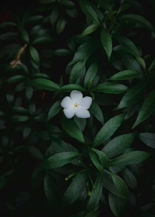 a close up of a flower on some green leaves