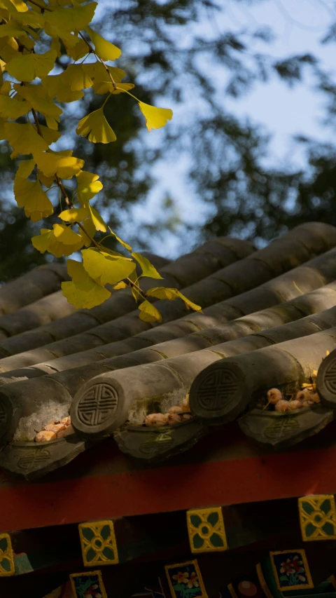 a po taken from below shows a red roof with yellow leaves