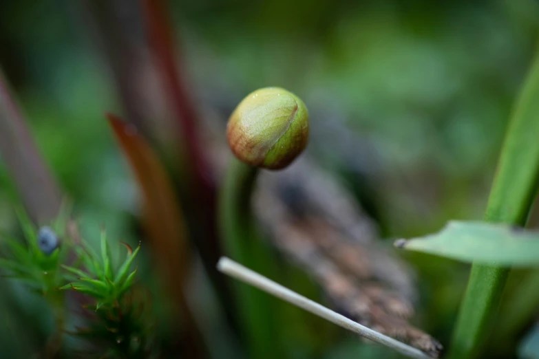 a single fruit on the top of a plant